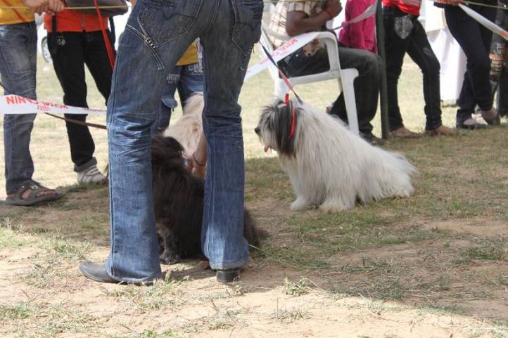 Lhasa Apso,, Meerut Dog Show, DogSpot.in