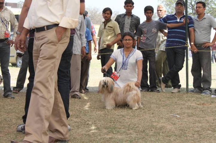 Lhasa Apso,, Meerut Dog Show, DogSpot.in