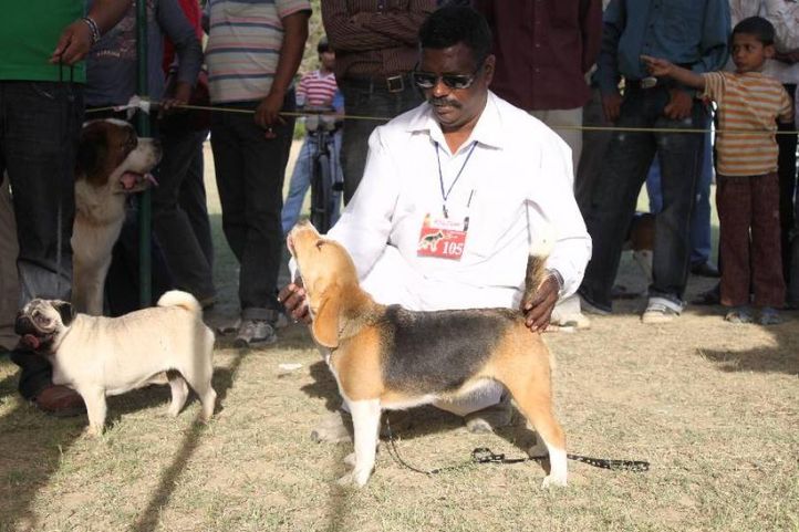 Beagle,, Meerut Dog Show, DogSpot.in