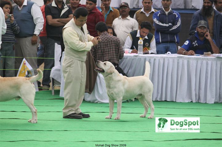 Labrador,, Mohali Dog Show, DogSpot.in