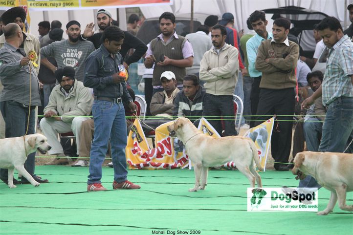 Labrador,, Mohali Dog Show, DogSpot.in
