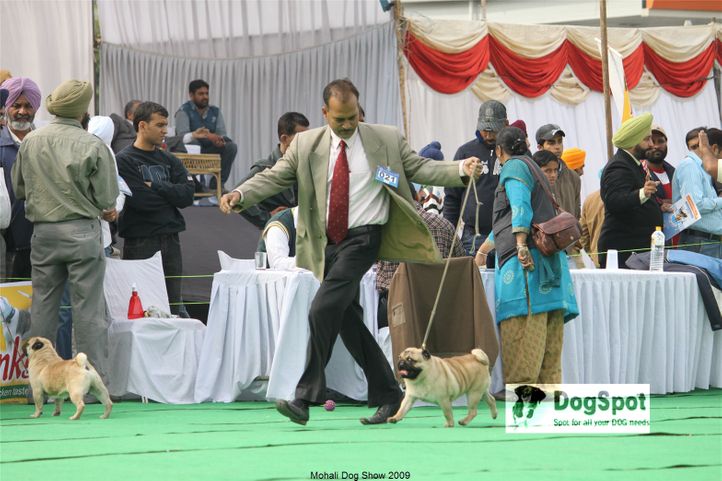 Pug,, Mohali Dog Show, DogSpot.in
