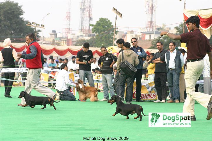 Hounds, Mohali Dog Show, DogSpot.in