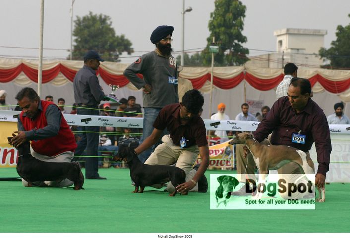 Hounds, Mohali Dog Show, DogSpot.in