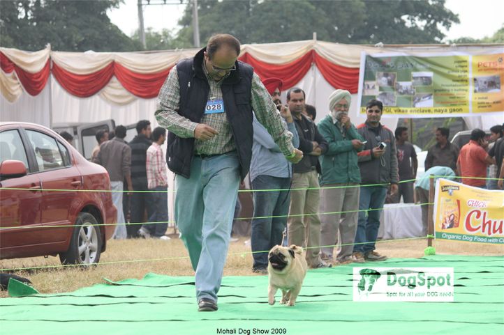 Pug,, Mohali Dog Show, DogSpot.in