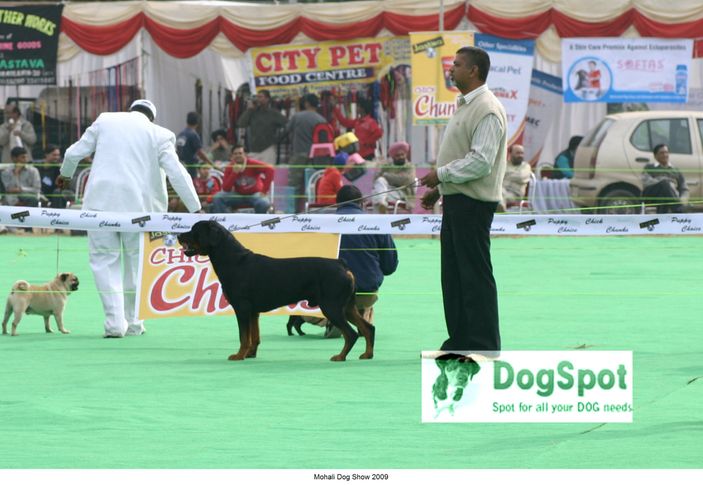 Rott,, Mohali Dog Show, DogSpot.in