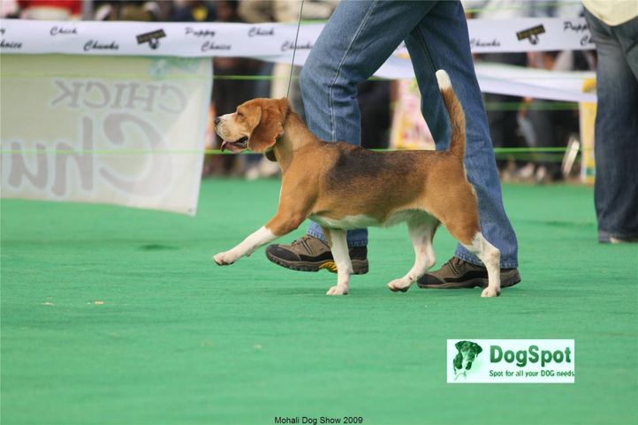 Beagle, Mohali Dog Show, DogSpot.in