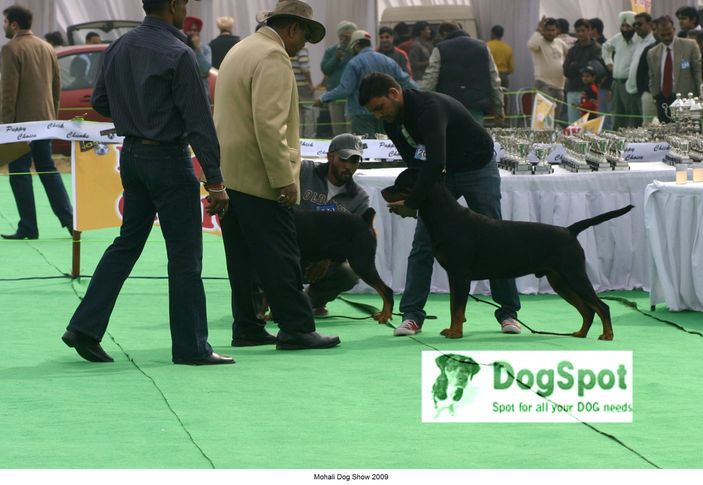 Rott,, Mohali Dog Show, DogSpot.in