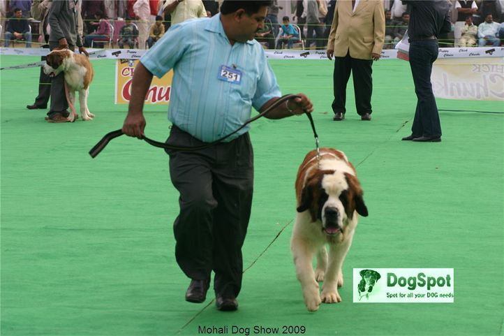 St Bernard,, Mohali Dog Show, DogSpot.in