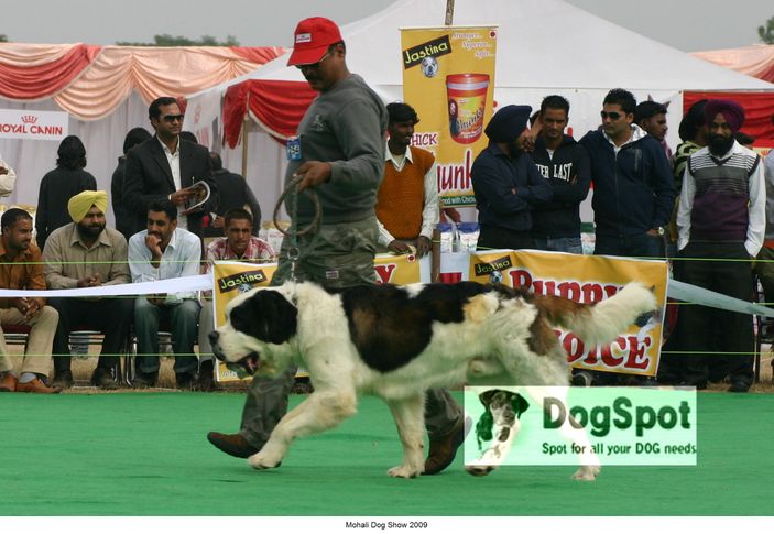 St Bernard,, Mohali Dog Show, DogSpot.in