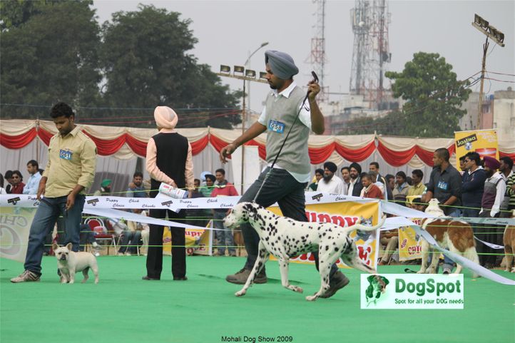 Ground,, Mohali Dog Show, DogSpot.in