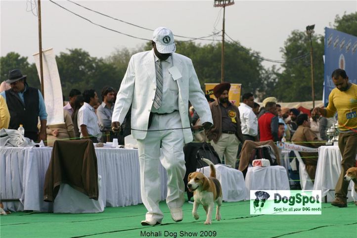 Beagle, Mohali Dog Show, DogSpot.in