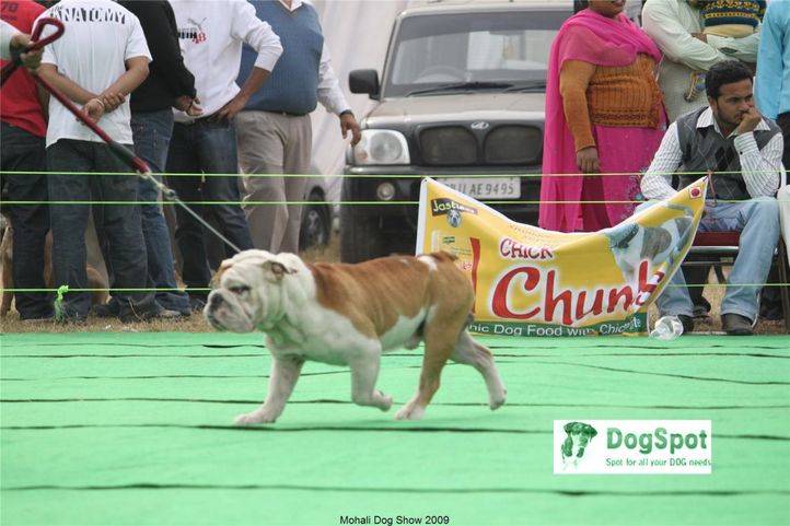 Bull Dog, Mohali Dog Show, DogSpot.in