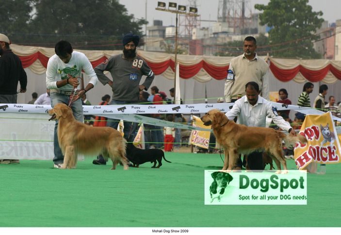 Golden,, Mohali Dog Show, DogSpot.in