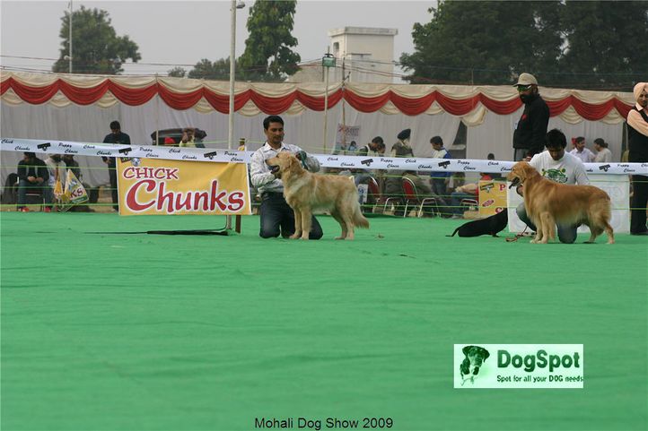 Golden,, Mohali Dog Show, DogSpot.in