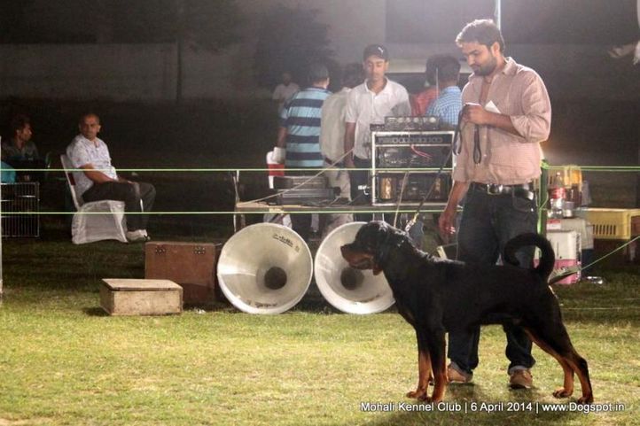 rottweiler,sw-122,, Mohali Kennel Club, DogSpot.in