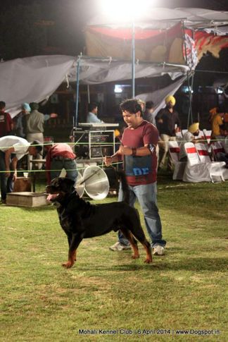 rottweiler,sw-122,, Mohali Kennel Club, DogSpot.in