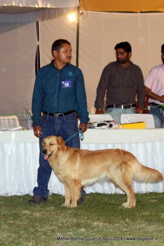 golden retriever,sw-122,, Mohali Kennel Club, DogSpot.in