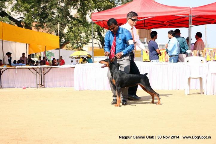 doberman pinscher,sw-137,, Nagpur Canine Club, DogSpot.in