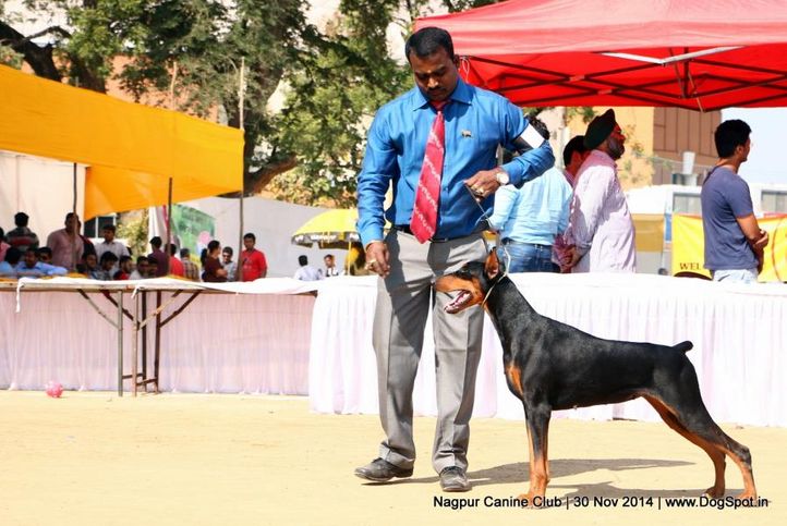 doberman pinscher,sw-137,, Nagpur Canine Club, DogSpot.in