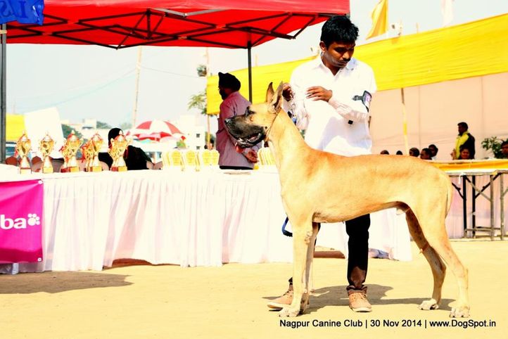 great dane,sw-137,, Nagpur Canine Club, DogSpot.in