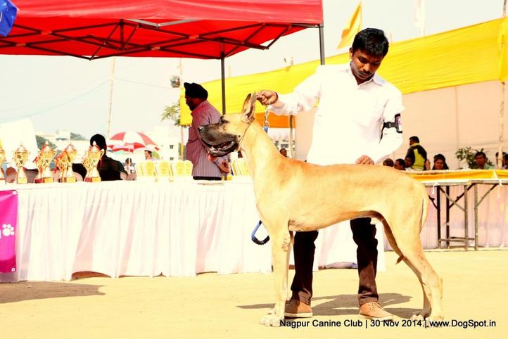 great dane,sw-137,, Nagpur Canine Club, DogSpot.in