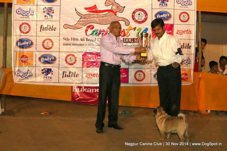 other awards,sw-137,, Nagpur Canine Club, DogSpot.in