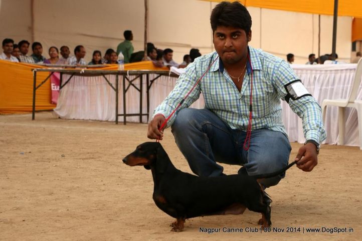 dachshund standard smooth haired,sw-137,, Nagpur Canine Club, DogSpot.in
