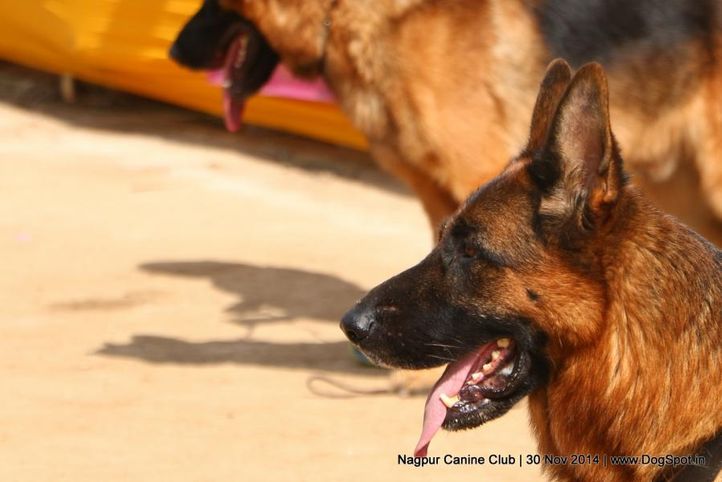 german shepherd dog,gsd,sw-137,, Nagpur Canine Club, DogSpot.in