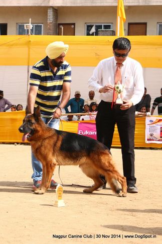 german shepherd dog,gsd,sw-137,, Nagpur Canine Club, DogSpot.in