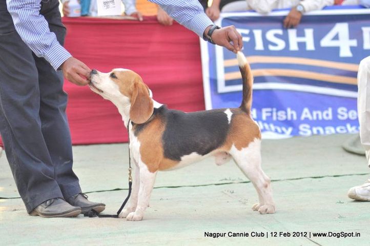beagle,, Nagpur Dog Show, DogSpot.in