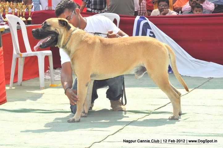 bull mastiff,, Nagpur Dog Show, DogSpot.in