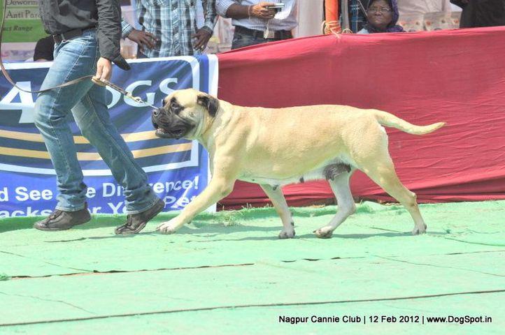 bull mastiff,, Nagpur Dog Show, DogSpot.in