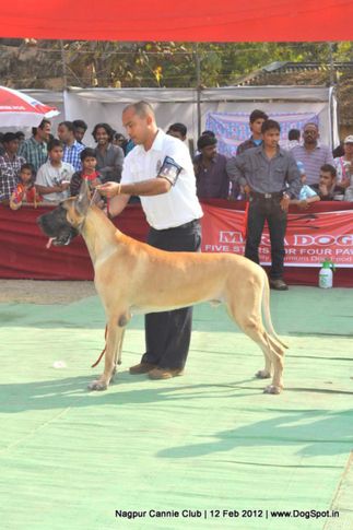 great dane,, Nagpur Dog Show, DogSpot.in