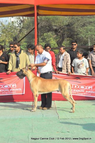 great dane,, Nagpur Dog Show, DogSpot.in