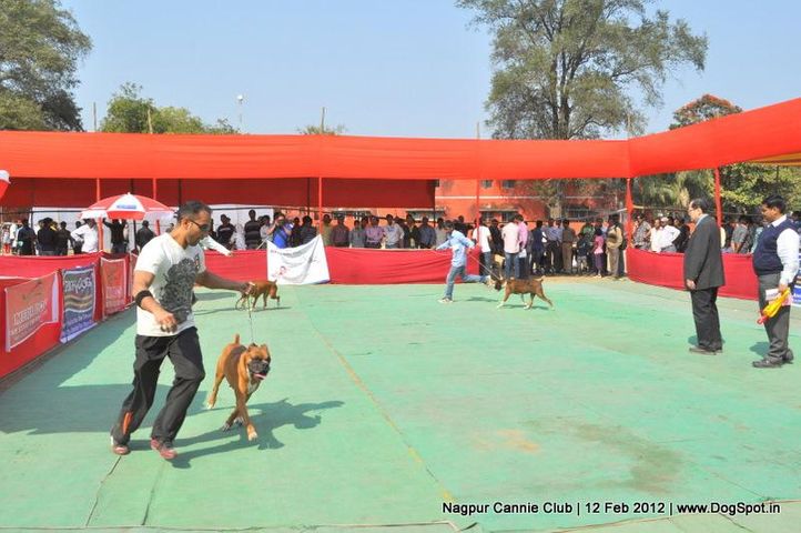boxer,, Nagpur Dog Show, DogSpot.in