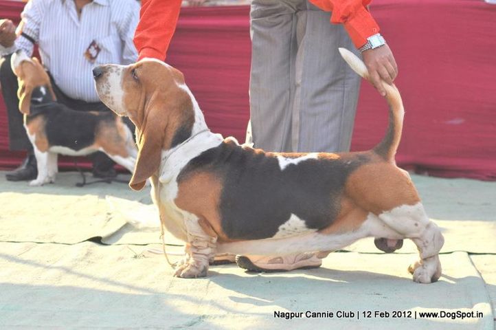 basset hound,, Nagpur Dog Show, DogSpot.in