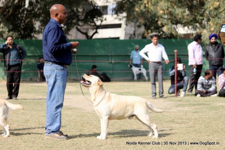 labrador retriever,sw-99,, Noida Dog Show 2013, DogSpot.in