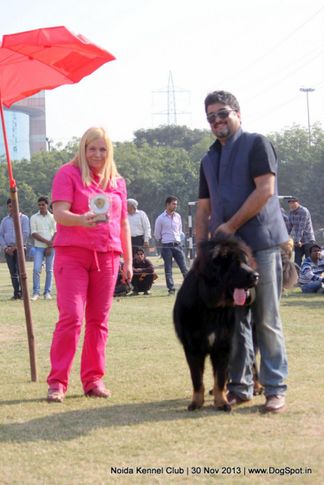 labrador retriever,sw-99,, Noida Dog Show 2013, DogSpot.in