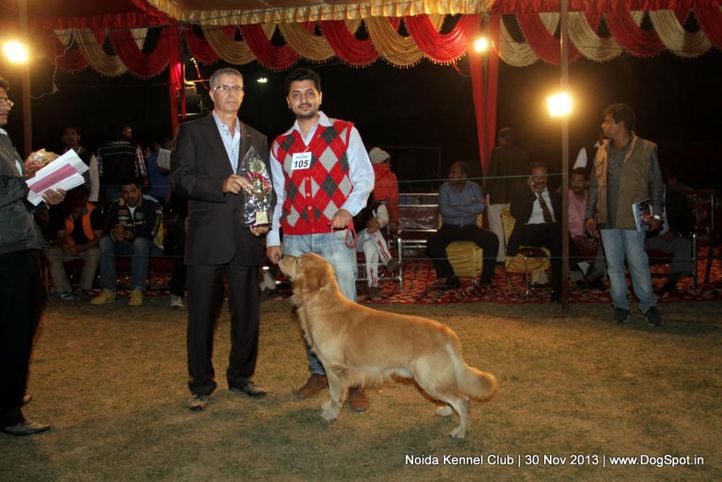 golden retriever,sw-99,, Noida Dog Show 2013, DogSpot.in