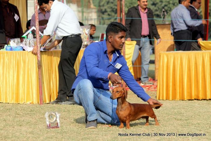 dachshund,sw-99,, Noida Dog Show 2013, DogSpot.in