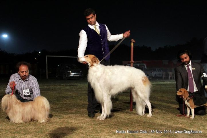 borzoi,sw-99,, Noida Dog Show 2013, DogSpot.in