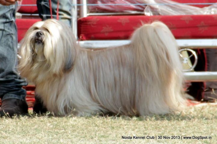 ex-58,lhasa apso,sw-99,, DHOOMI, Lhasa Apso, DogSpot.in