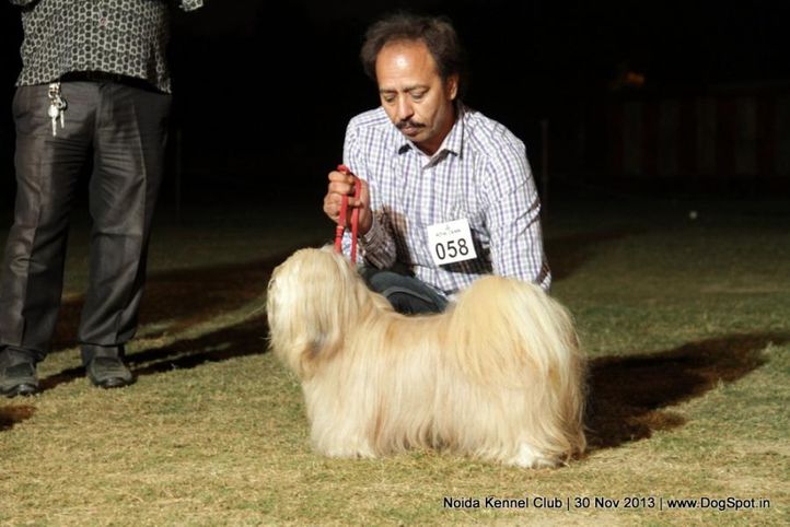 lhasa apso,sw-99,, Noida Dog Show 2013, DogSpot.in
