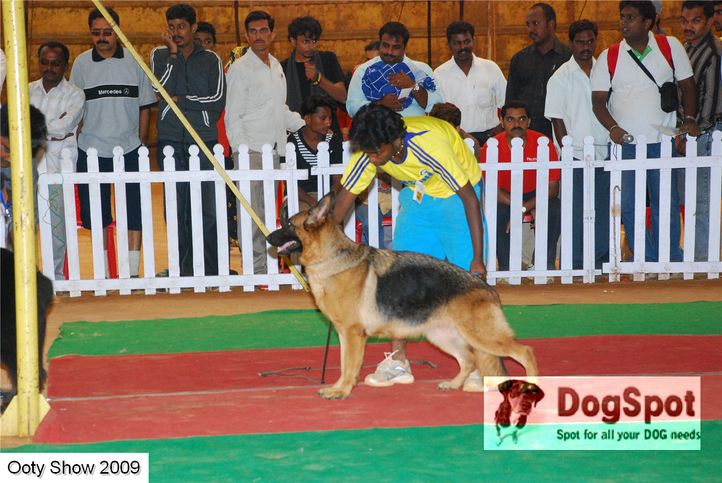Alsatian,GSD,, ooty dog show 2009, DogSpot.in