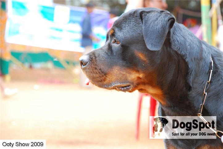 rottweiler,, OOty Dog Show 2009, DogSpot.in