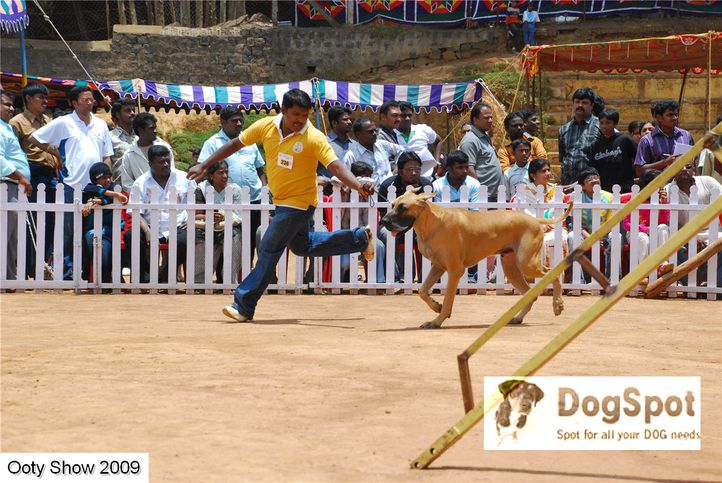 greatdane,, ooty dog show 2009, DogSpot.in