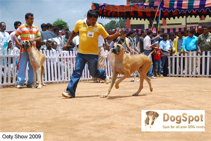 greatdane,, ooty dog show 2009, DogSpot.in