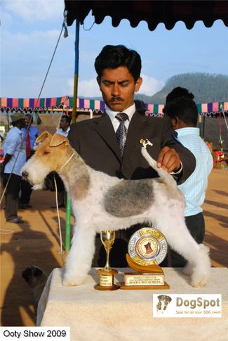 fox terrier,, ooty dog show 2009, DogSpot.in