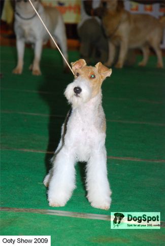 fox terrier,, ooty dog show 2009, DogSpot.in